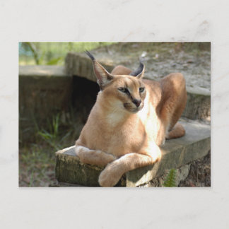 CaracalBCR055 Postcard
