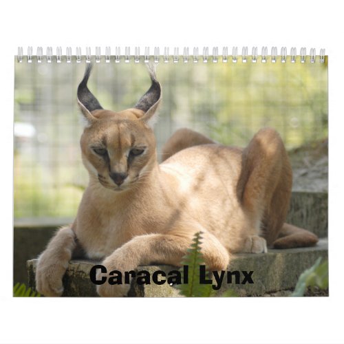 CaracalBCR058 Caracal Lynx Calendar