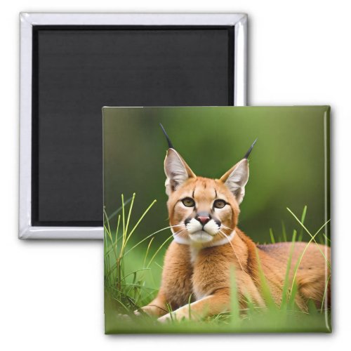 Caracals Savannah Wildlife Wild Cat Feline Lynx Magnet