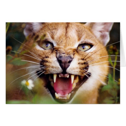 CaracalSassy Cards (Front Horizontal)
