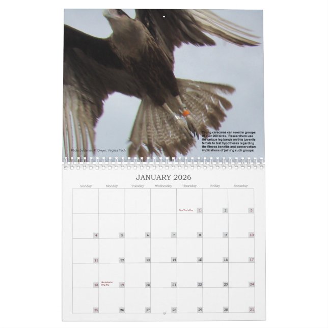 Caracaras of Florida Calendar (Jan 2026)