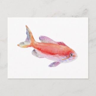 Carberryi Anthias Fish Watercolor Illustration Postcard