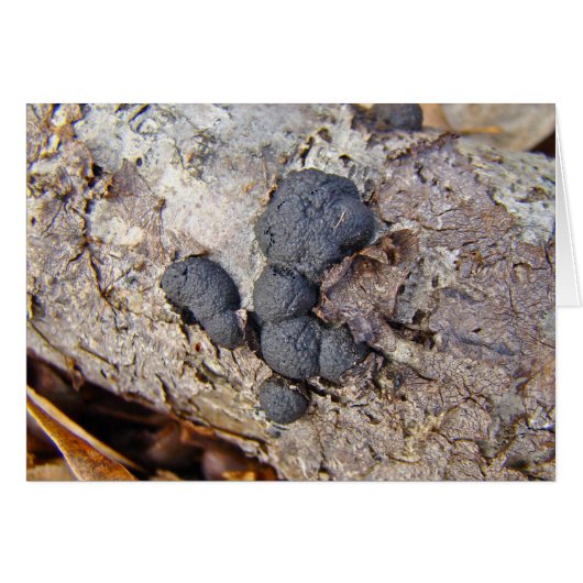 Carbon Balls (Daldinia concentrica) Mushrooms Cards (Front Horizontal)