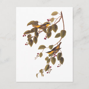 Carbonated Warbler Audubon Bird Postcard