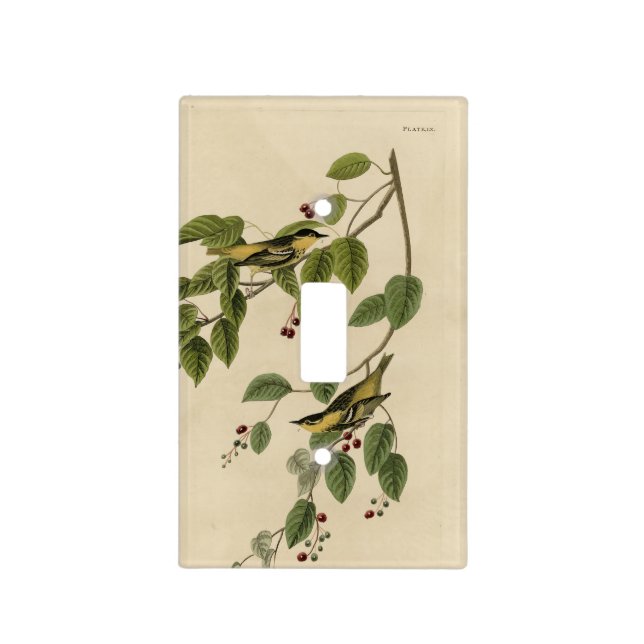 Carbonated Warbler from Audubon's Birds of America Light Switch Cover (Front)
