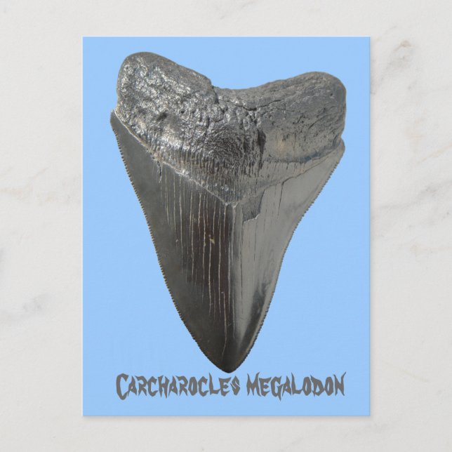 Carcharocles megalodon tooth postcard (Front)