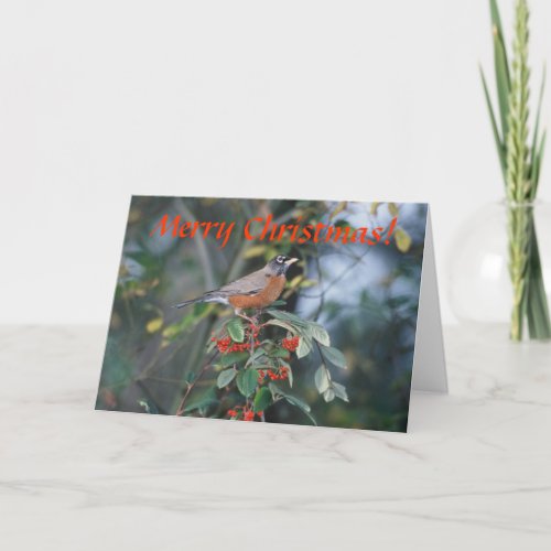 Card  American Robin  Christmas