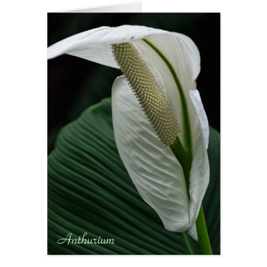 Card: Anthurium Flower (Front)