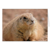 Card: Black-tailed Prairie Dog (Front Horizontal)
