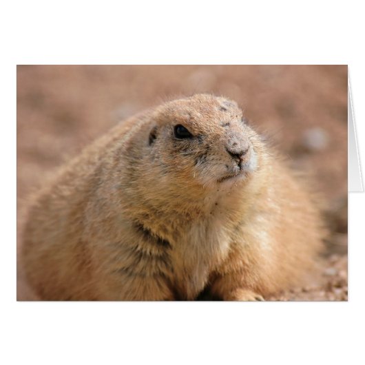 Card: Black-tailed Prairie Dog Cards (Front Horizontal)
