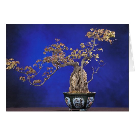 Card / Bonsai Trident Maple (Front Horizontal)