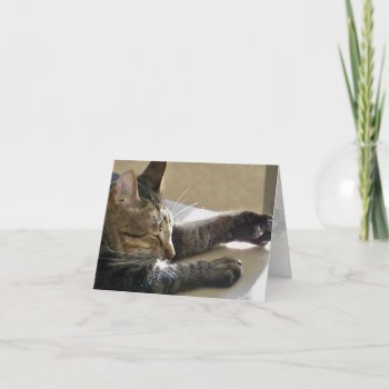 Card (cn)- Cat Nap Or Two by PawsitiveDesigns at Zazzle