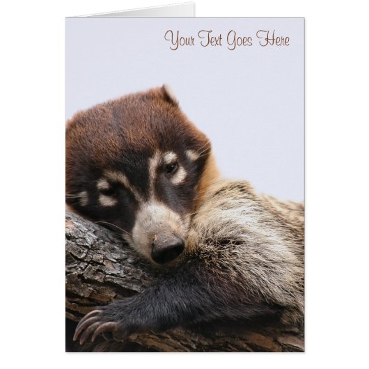 Card: Coatimundi #4 (Portrait) Cards (Front)