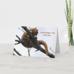 Card: Coatimundi #5 Card