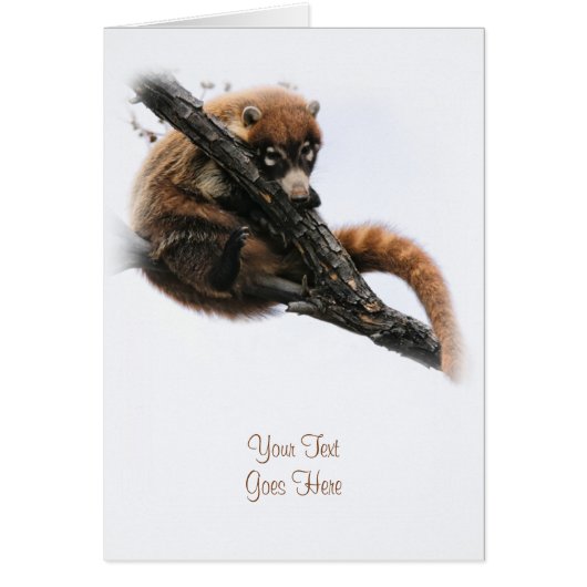 Card: Coatimundi #5 (Portrait) Cards (Front)