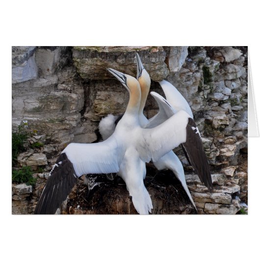Card: Courting Gannets (Front Horizontal)