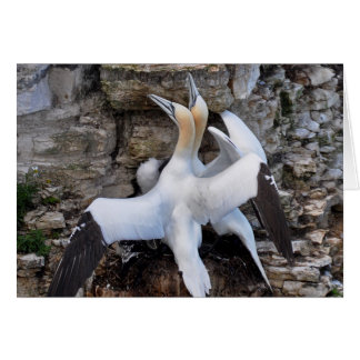 Card: Courting Gannets Cards