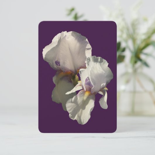 Card detailed photograph of a white irises (Standing Front)