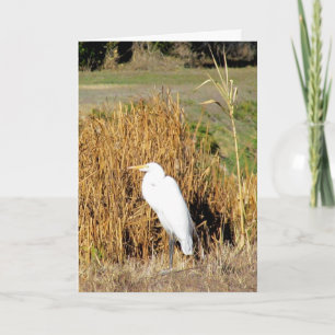 Card - Greeting - Egret in Grass