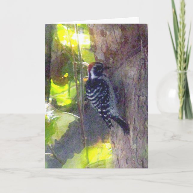 Card - Greeting - Woodpecker (Front)