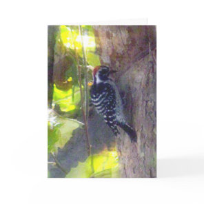 Card - Greeting - Woodpecker