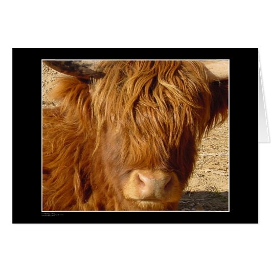 Card - Highland Cattle (Front Horizontal)