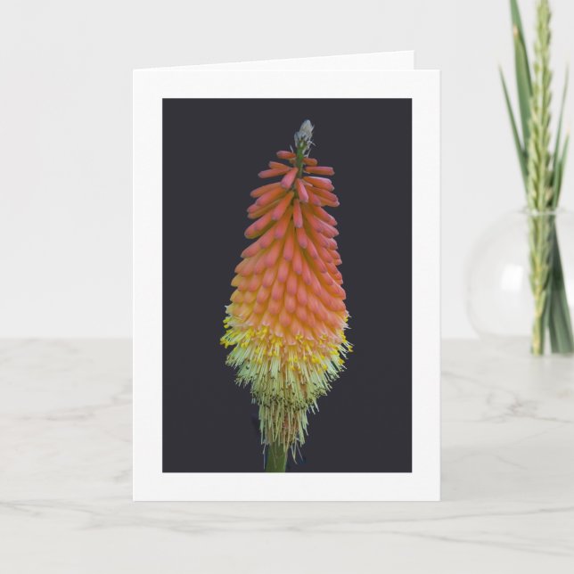 Card, "Kniphofia" # 219 Card (Front)