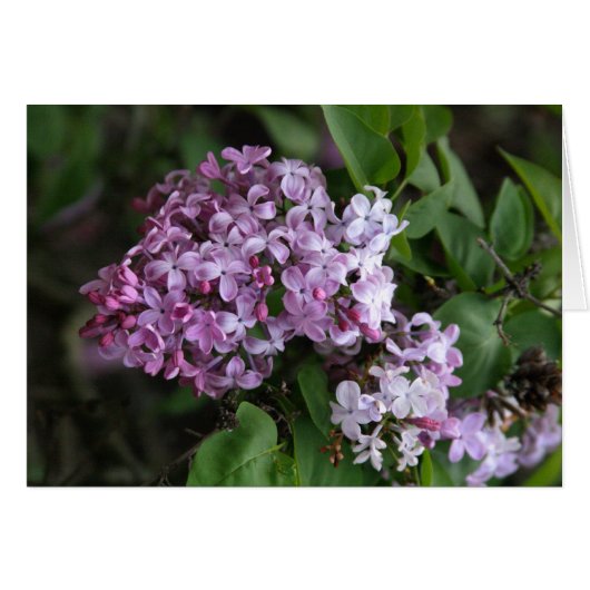 Card, "LILAC BLOSSOMS" (Front Horizontal)
