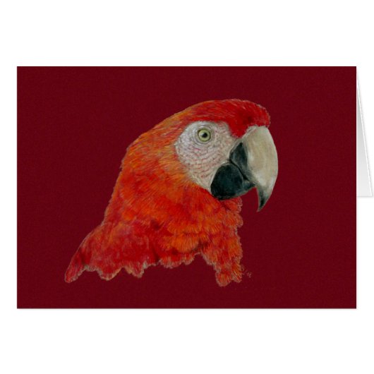 Card - Macaw (Front Horizontal)
