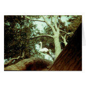 Card - Majestic Swan (Front Horizontal)