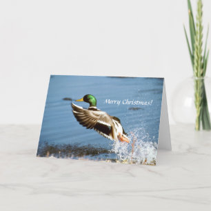 Card / Mallard Duck