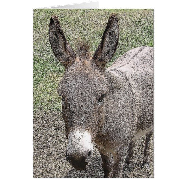 card - Mini-Donkey (Front)