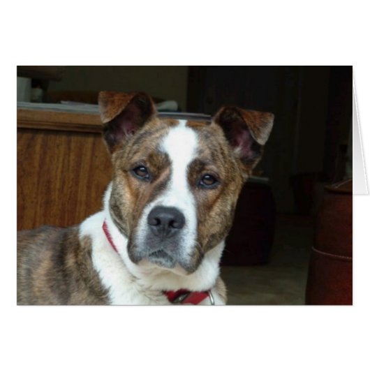 Card: Noble Dog Cards (Front Horizontal)