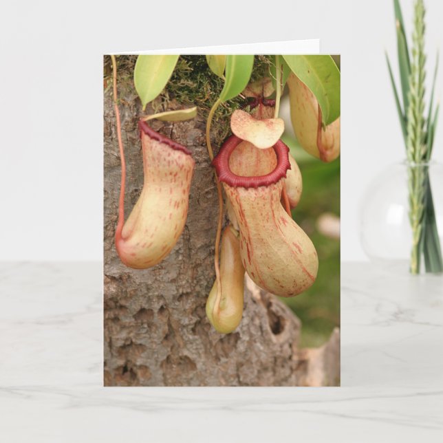 Card of Carnivorous  Plant (Front)