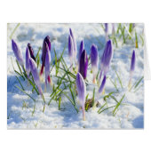 Card Purple Crocus Flower in Snow (Front Horizontal)