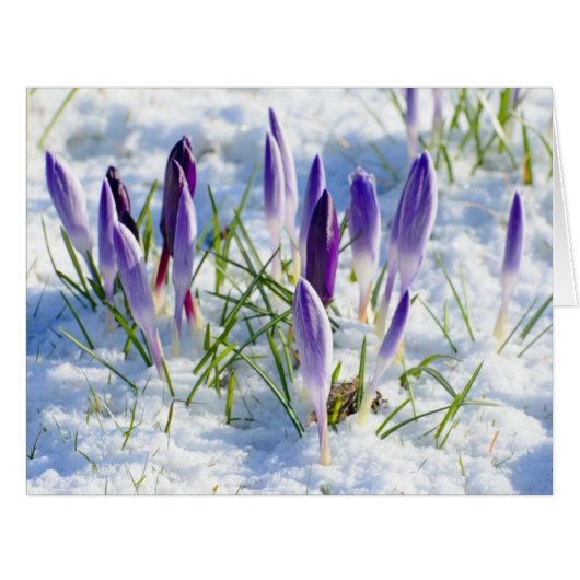 Card Purple Crocus Flower in Snow (Front Horizontal)