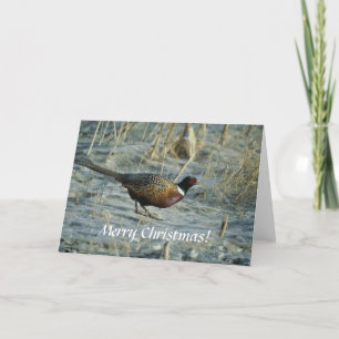 Card / Ring-necked Pheasant / Merry Christmas!