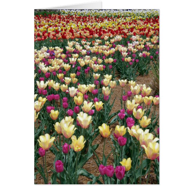 card - Rows of Multi-Colored Tulips (Front)