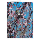 Card - Sparrow among Pink Blossoms (Front)