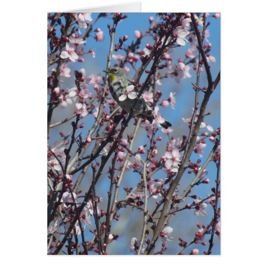 Card - Sparrow among Pink Blossoms (Front)