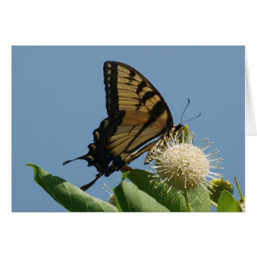 Card - Tiger on Buttonbush (Front Horizontal)