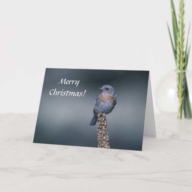 Card / Western Bluebird / Merry Christmas! (Front)