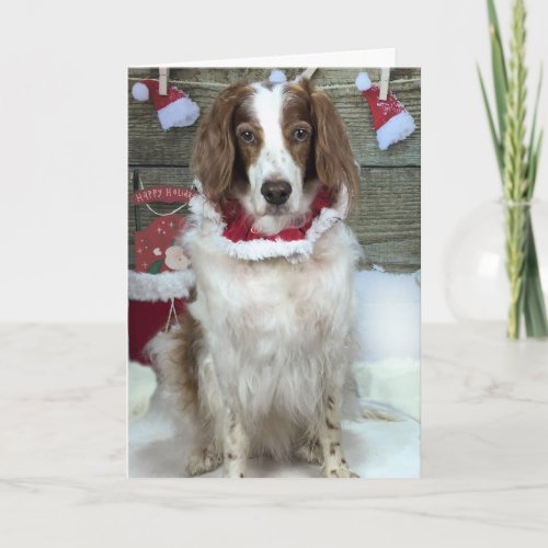 Card with Irish Red and White Setter and Santa Hat