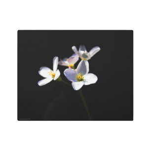 Cardamine Pratensis Flowers 14x11(35x27.5cm)wamem Metal Print
