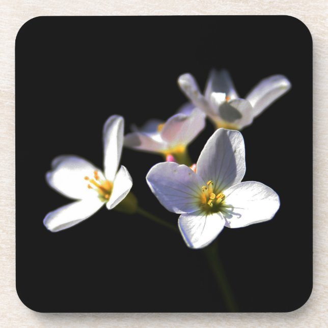 Cardamine Pratensis Flowers coastercna Beverage Coaster (Front)