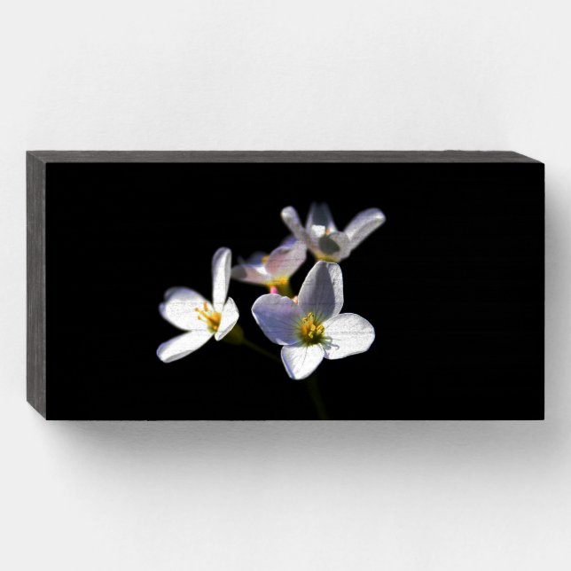 Cardamine Pratensis Flowers wbs8x4cnm Wooden Box Sign (Front Horizontal)