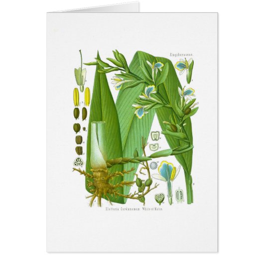 Cardamom Cards (Front)