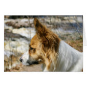 Cardigan Welsh Corgi (Front Horizontal)