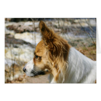 Cardigan Welsh Corgi Cards