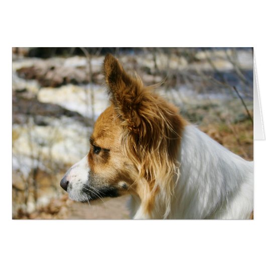 Cardigan Welsh Corgi Cards (Front Horizontal)